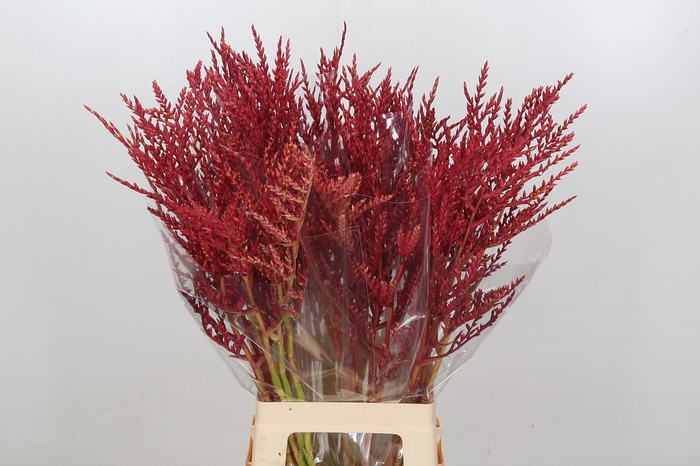 <h4>Bromelia Red Paloma</h4>