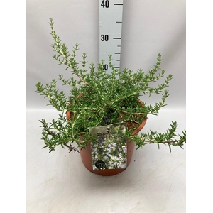 Rosmarinus Officinalis Capri C5
