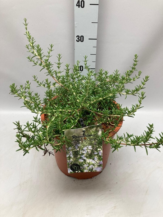 <h4>Rosmarinus Officinalis Capri C5</h4>