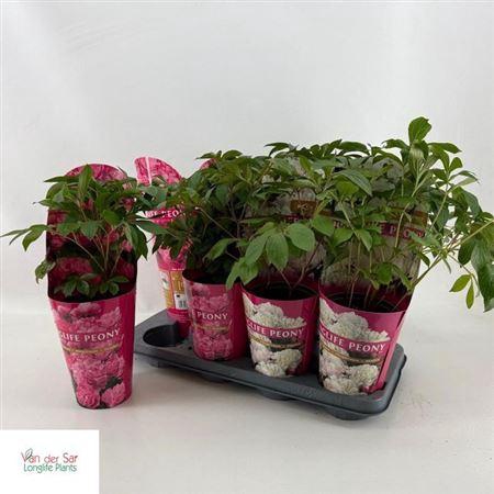 <h4>** Paeonia Gem * Spring Deal *</h4>