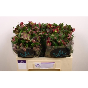 Helleborus Mammoth Pink Marginpar