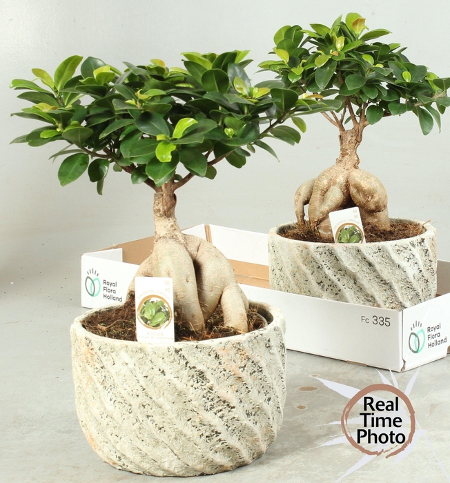 <h4>FIC MI GINSENG</h4>