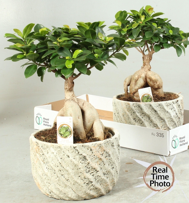 <h4>FIC MI GINSENG</h4>