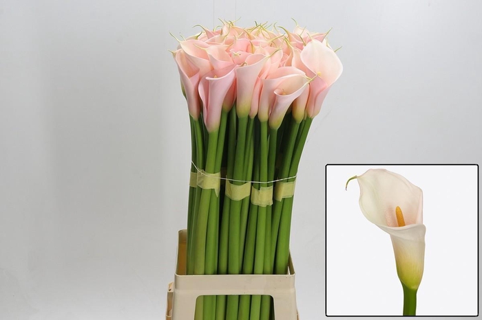 <h4>ZANT AE EYD SALMON</h4>