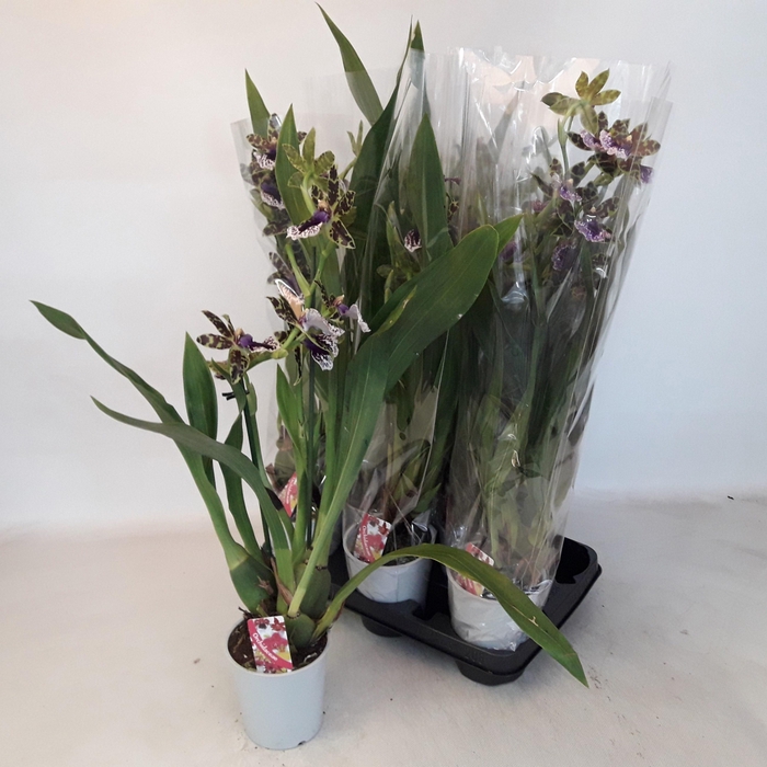 <h4>ZYGOP LOUISENDORF</h4>