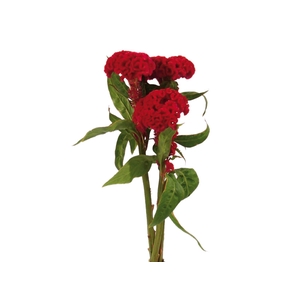 CEL. CARMINE CHIEF 050 CM VINHO