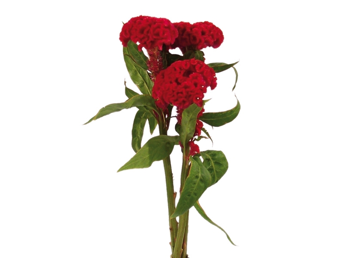 <h4>CEL. CARMINE CHIEF 050 CM VINHO</h4>