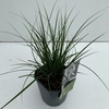 Carex 'Magic Green'