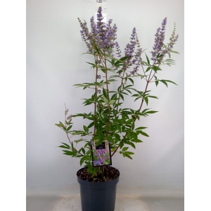 Vitex agnus-castus
