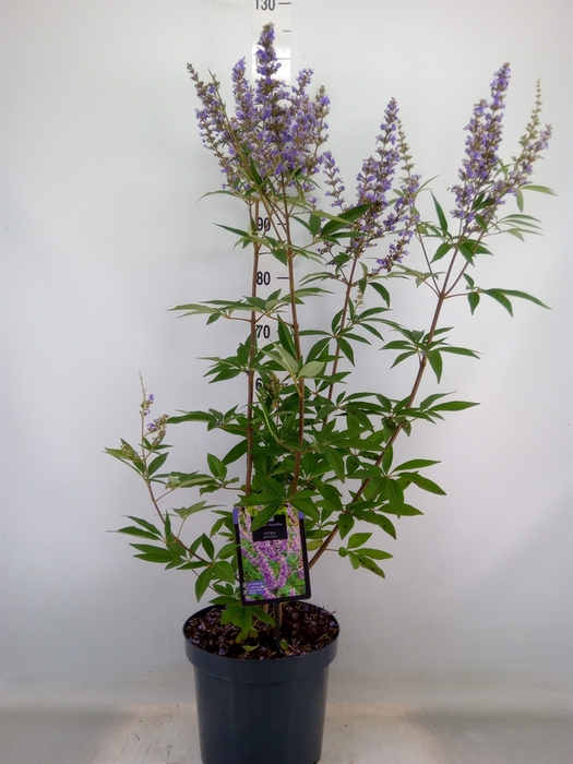 <h4>Vitex agnus-castus</h4>