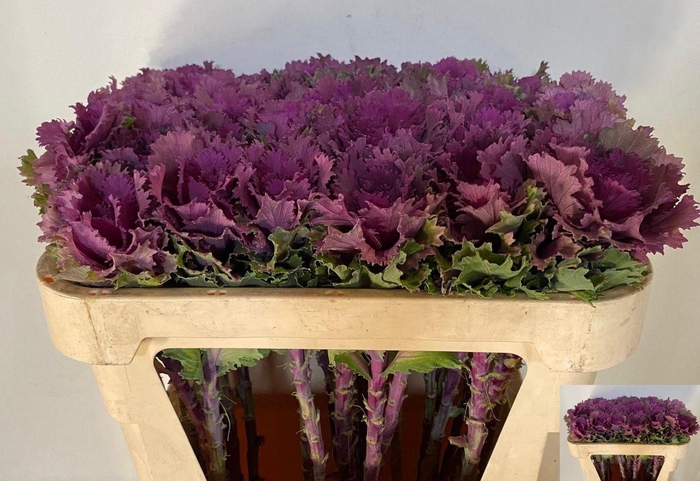 <h4>BRASS ALTAIR</h4>