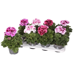 Pelargonium Gr. gemengd