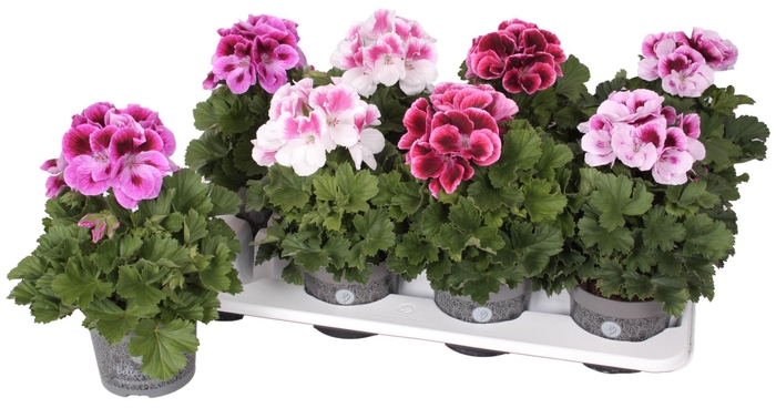 <h4>Pelargonium Gr. gemengd</h4>