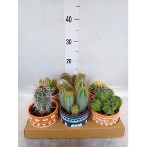 Cactus   ...