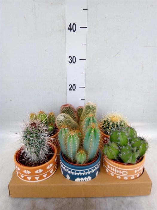 <h4>Cactus   ...</h4>