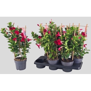 MANDE SUN RED
