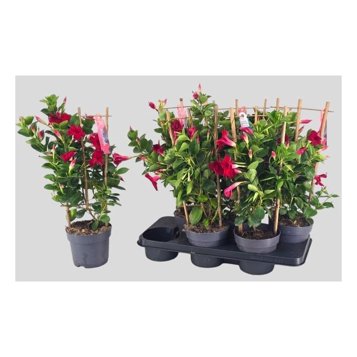 <h4>MANDE SUN RED</h4>