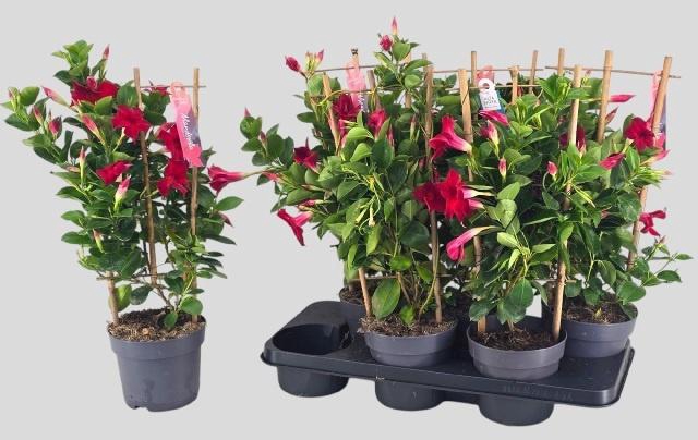MANDE SUN RED