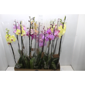PHALAENOPSIS P12 2 HT
