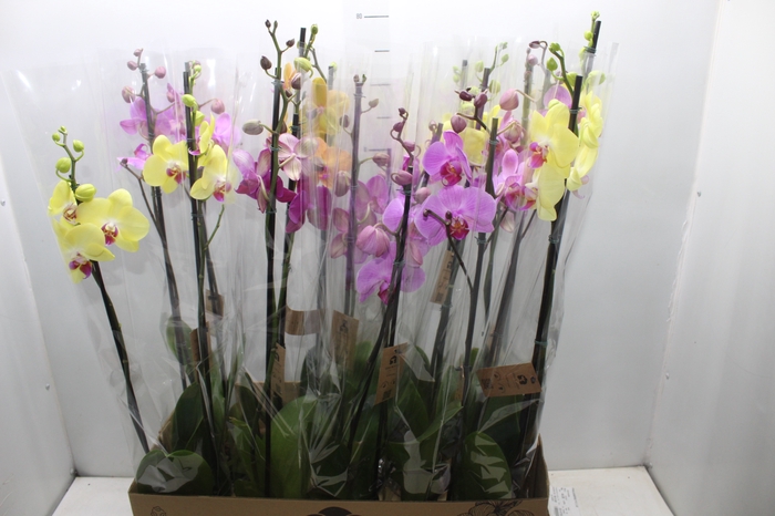 <h4>PHALAENOPSIS P12 2 HT</h4>