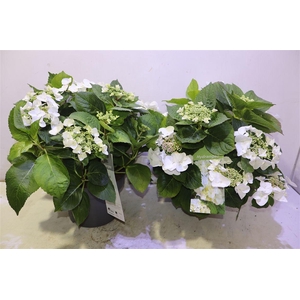 arr8 Hydr White