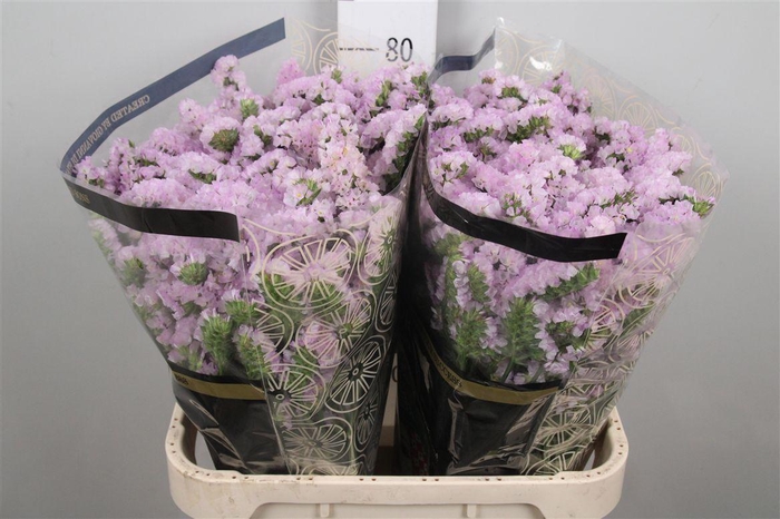 <h4>Lim S Sunday Pink</h4>