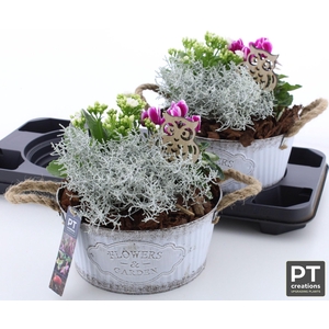 ARR TUINPLANTEN