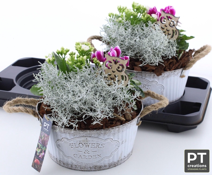 <h4>ARR TUINPLANTEN</h4>