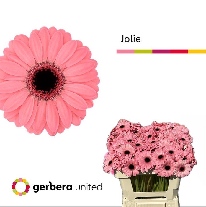 <h4>Germini Germini Jolie Water x60</h4>