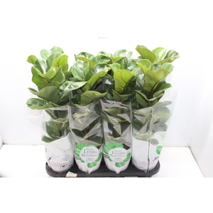 FICUS LYRATA BAMBINO P15 COMPACTO