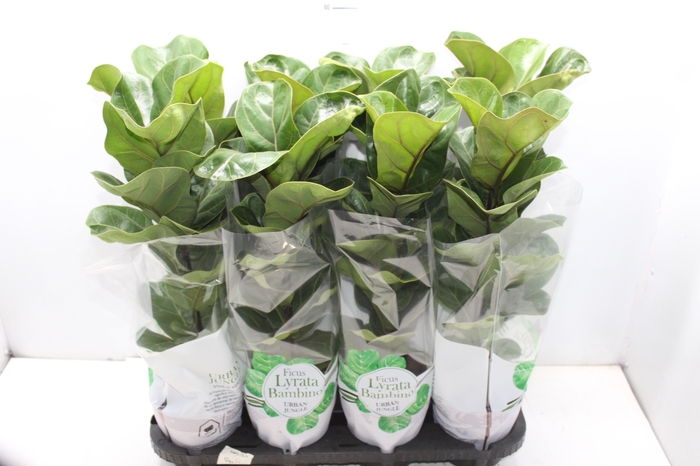 <h4>FICUS LYRATA BAMBINO P15 COMPACTO</h4>