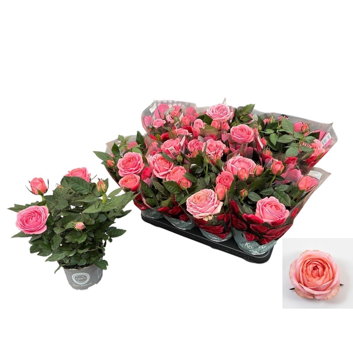 <h4>RO ADELE KORD GR</h4>