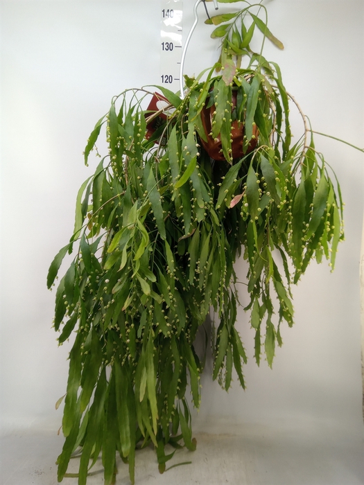 <h4>Epiphyllum   ...</h4>