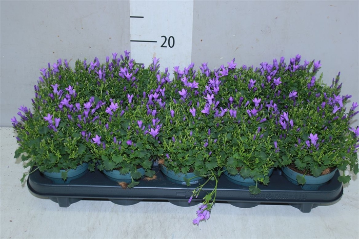 <h4>Campanula Port Intense Blue</h4>