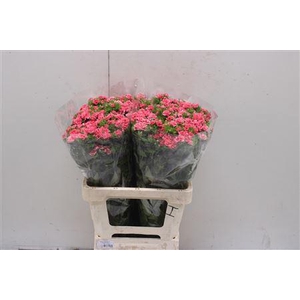 Dianthus Ba Doblino Salmon