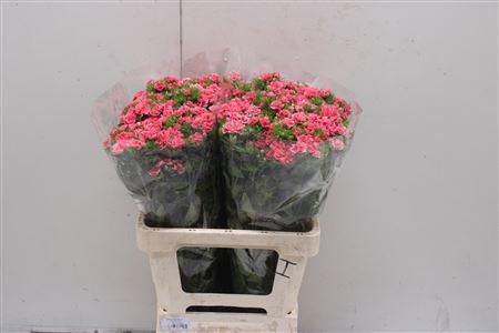 <h4>Dianthus Ba Doblino Salmon</h4>