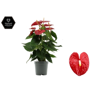 Anthurium 17 cm Jambo Red in transparant sleeve
