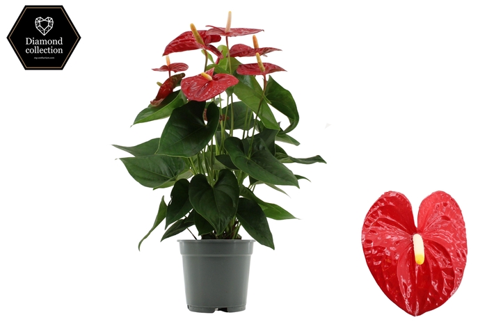 <h4>Anthurium 17 cm Jambo Red in transparant sleeve</h4>