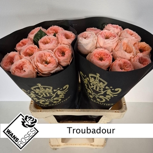 ROSA GR 'TROUBADOUR'