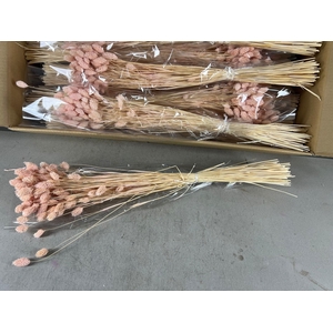 DF Phalaris Bs Porcellana 100g