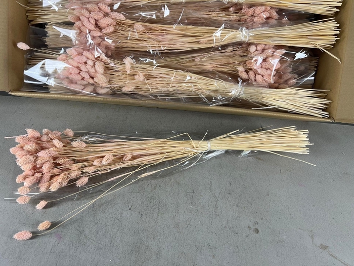 <h4>DF Phalaris Bs Porcellana 100g</h4>