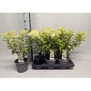 HYDR PANICULATA
