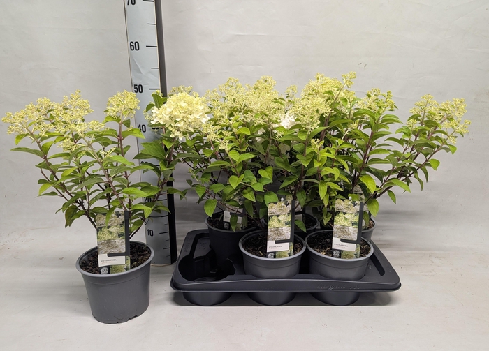 <h4>HYDR PANICULATA</h4>