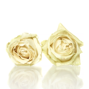 Rose Avalanche cream 4,5-5cm