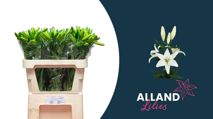 <h4>LI LA EYELINER</h4>