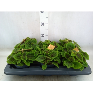 Pilea alumi