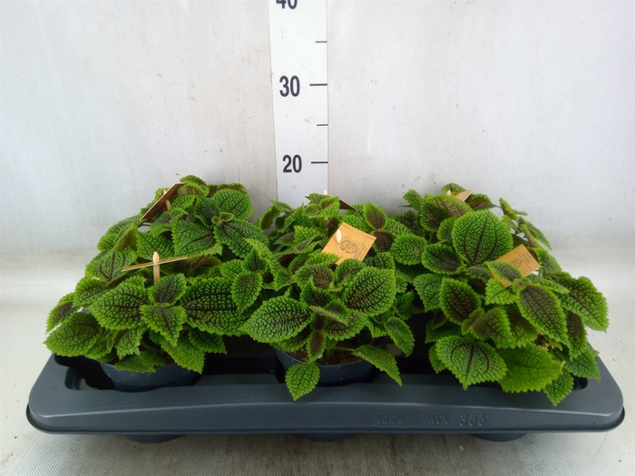 <h4>Pilea alumi</h4>