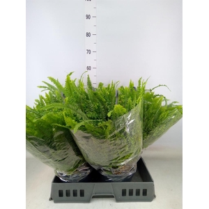 Nephrolepis exal. 'Green Lady'