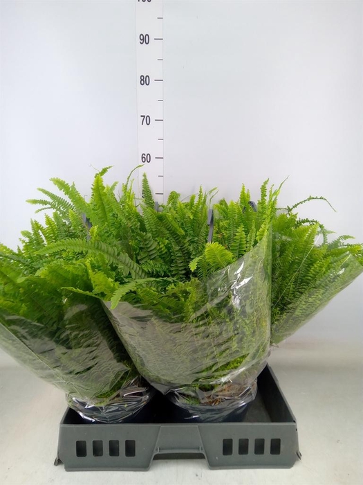 <h4>Nephrolepis exal. 'Green Lady'</h4>