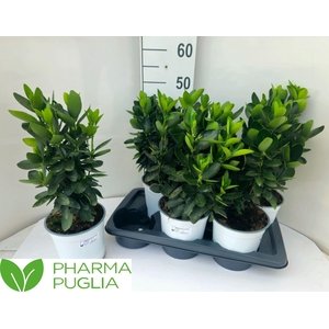 EUONYMUS JAP GR ROCK